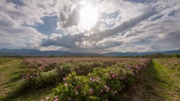 Increíble Atardecer Timelapse Sobre Filas Arbustos Rosa Bulgaro Jardín Valle — Vídeos de Stock