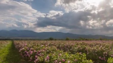 Yağmur bulutları olan bir vadide, sıra sıra pembe gül bahçesinin üzerinde inanılmaz bir gün batımı zamanı.