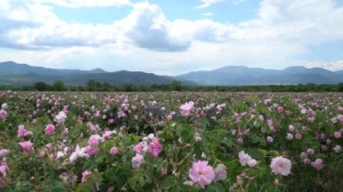Bulgaristan 'ın pembe gül bahçesi rüzgarlarla savruluyor. Arka planda inanılmaz bulutlar ve dağlar var.