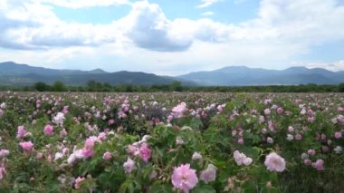Bulgaristan 'ın pembe gül bahçesi rüzgarlarla savruluyor. Arka planda inanılmaz bulutlar ve dağlar var.