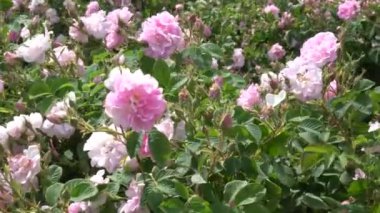 Bulgaristan 'ın Gül Vadisi' ndeki bir bahçedeki Bulgar pembe gülünün yakın çekimi