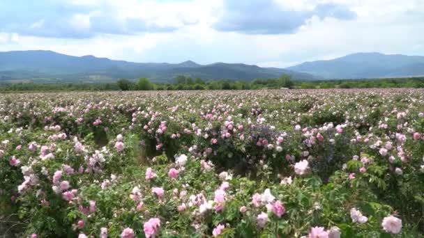 Rosa Búlgaro Rosa Jardim Soprado Pelos Ventos Com Nuvens Incríveis — Vídeo de Stock