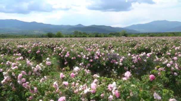 Roseraie Bulgare Soufflée Par Les Vents Avec Des Nuages Étonnants — Video