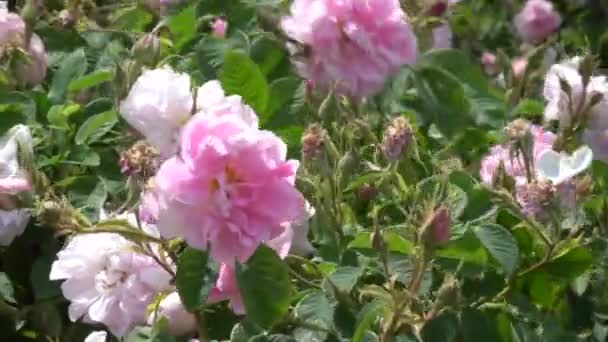 Primer Plano Rosa Bulgara Jardín Situado Valle Las Rosas Bulgaria — Vídeos de Stock