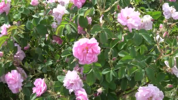 Κλείσιμο Του Βουλγαρικού Ροζ Τριαντάφυλλου Κήπο Που Βρίσκεται Στην Κοιλάδα — Αρχείο Βίντεο