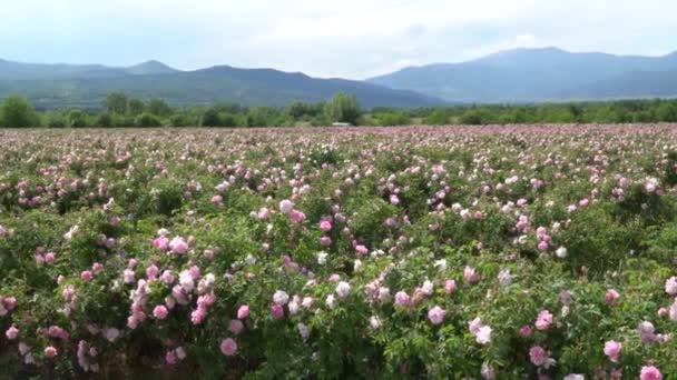 Zoom Avant Sur Les Rangées Buissons Rose Bulgare Dans Jardin — Video