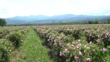 Bir vadideki pembe bir gül bahçesinin üzerinde dönüyorlar.