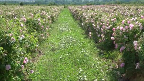 ブルガリアのピンクのバラの茂みの列を歩く — ストック動画