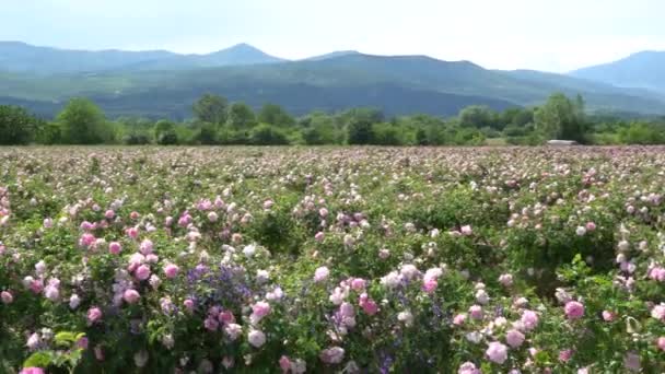 谷にあるブルガリアのピンクのバラの庭にパンニング — ストック動画
