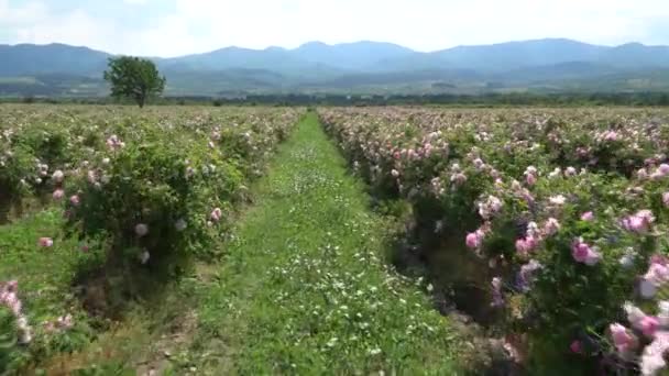 Lopen Een Rij Van Bulgaarse Roze Rozenstruiken — Stockvideo