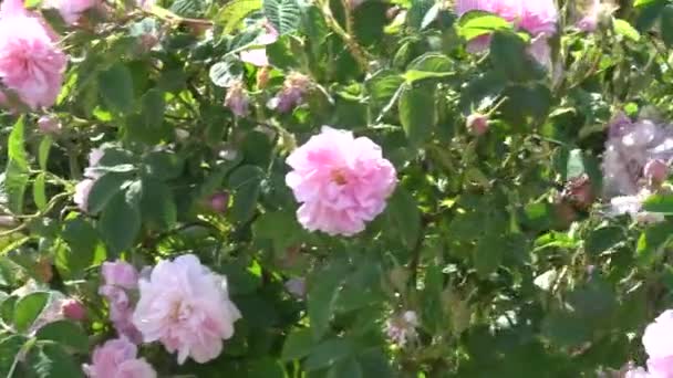 Closeup Rosa Búlgaro Subiu Jardim Localizado Vale Rosas Bulgária — Vídeo de Stock