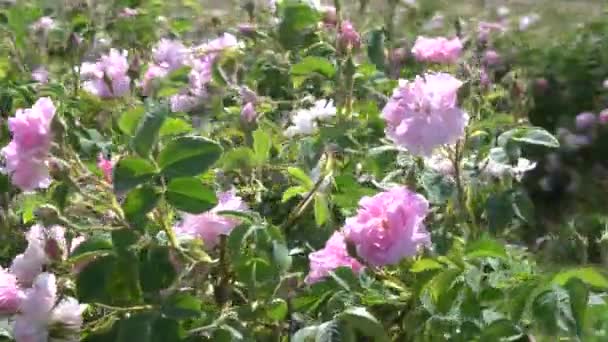 Primer Plano Rosa Bulgara Jardín Situado Valle Las Rosas Bulgaria — Vídeos de Stock