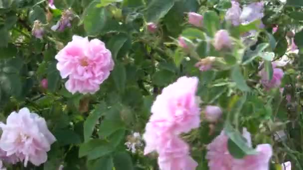 Rivelare Colpo Infinito Bulgaro Rosa Giardino Rose — Video Stock