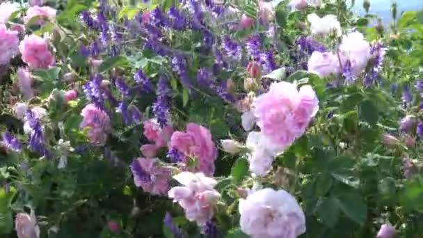 stock video Bulgarian pink rose and lavender growing together in a garden