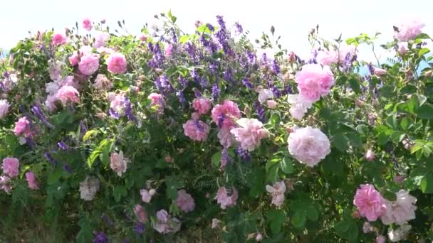 保加利亚粉红玫瑰和薰衣草一起生长在花园 — 图库视频影像