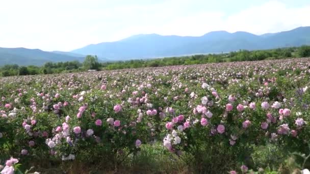 Promenade Lente Intérieur Une Roseraie Bulgare Rose — Video