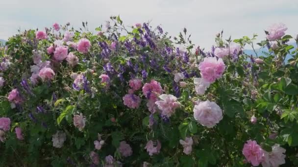 Bulgarisk Rosa Ros Och Lavendel Växer Tillsammans Trädgård — Stockvideo