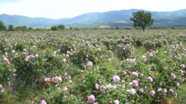İspanya 'da pembe bir gül bahçesinde ağır ağır yürümek