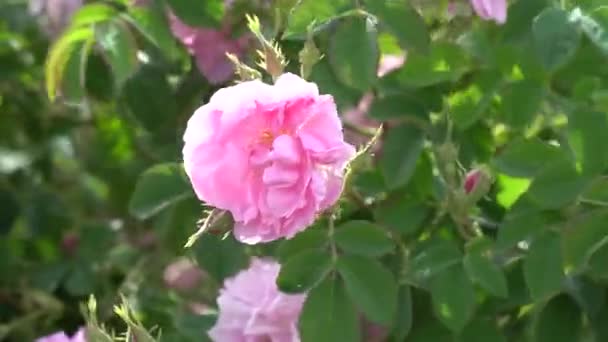 Κλείσιμο Του Βουλγαρικού Ροζ Τριαντάφυλλου Κήπο Που Βρίσκεται Στην Κοιλάδα — Αρχείο Βίντεο