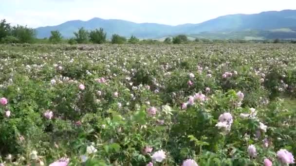 Caminhando Uma Fileira Arbustos Rosa Búlgaros — Vídeo de Stock