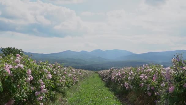 Långsam Promenad Inne Bulgarisk Rosa Ros Trädgård — Stockvideo