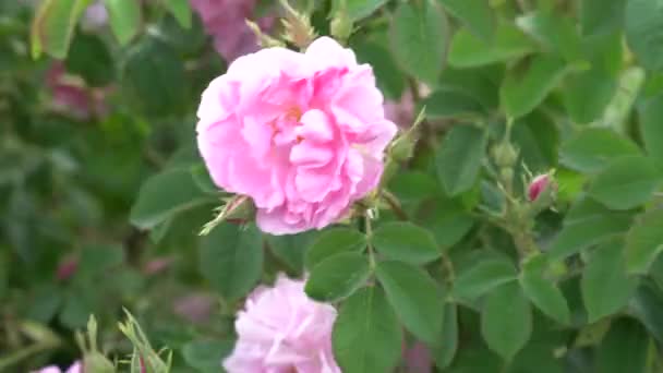 Closeup Rosa Búlgaro Subiu Jardim Localizado Vale Rosas Bulgária — Vídeo de Stock