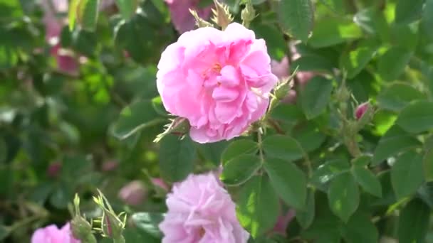 불가리아의 계곡에 정원에서 부피가 분홍빛 장미를 클로즈업 — 비디오