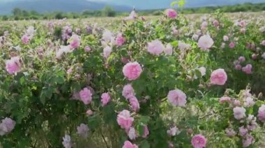 Bulgaristan 'ın Gül Vadisi' ndeki bir bahçedeki Bulgar pembe gülünün yakın çekimi