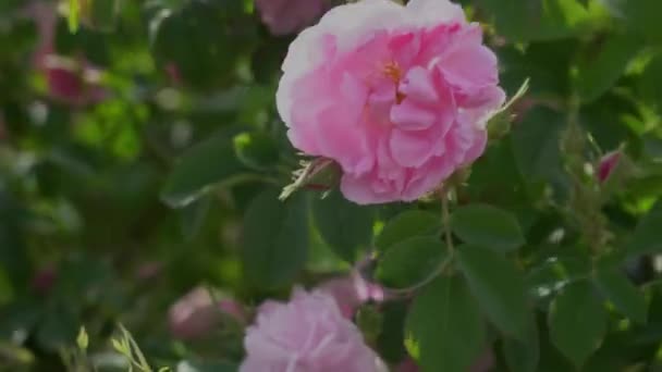 Közelkép Bolgár Rózsaszín Rózsa Egy Kertben Található Rózsa Völgyében Bulgáriában — Stock videók
