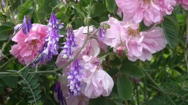 Rosa Búlgara Rosa Lavanda Creciendo Juntos Jardín — Vídeos de Stock