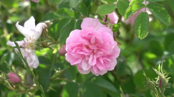 Рожева Троянда Саду Розташованому Долині Троянд Болгарії — стокове відео