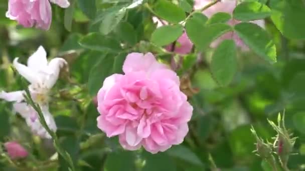 Detailní Záběr Bulharské Růžové Růže Zahradě Údolí Růže Bulharsku — Stock video