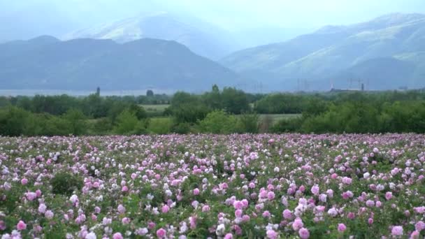Μεγέθυνση Σειρές Θάμνων Του Βουλγαρικού Ροζ Τριαντάφυλλο Έναν Κήπο — Αρχείο Βίντεο