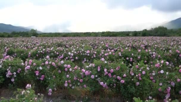 在花园里 在一排排的牛群中放大粉红色的玫瑰 — 图库视频影像