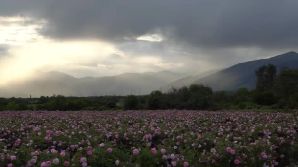 Zoom Fileiras Arbusto Rosa Búlgaro Aumentou Jardim — Vídeo de Stock