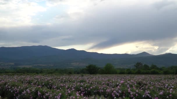 Panorámica Sobre Jardín Rosas Rosa Bulgara Valle — Vídeos de Stock