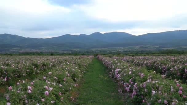 Panning Sobre Jardim Rosa Búlgaro Rosa Vale — Vídeo de Stock