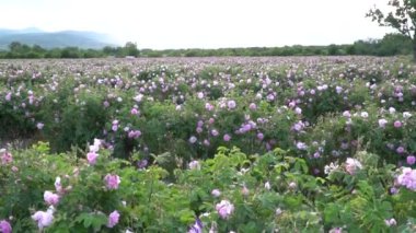 Yavaş çekim fırtınalı günbatımı bulutları üzerinde pembe gül bahçesinde çekim olduğunu gösteriyor.