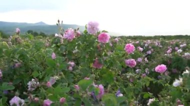 Bulgaristan 'ın Gül Vadisi' ndeki bir bahçedeki Bulgar pembe gülünün yakın çekimi