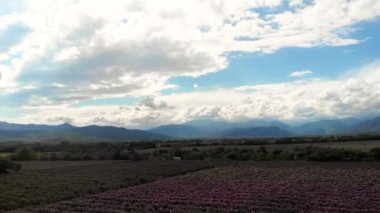 Uçan İHA 'lar, bir vadideki sonsuz sıra pembe gül çalılarının üzerinde uçuyor.