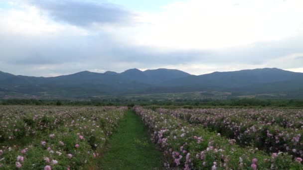 Schwenk Über Einen Bulgarischen Rosa Rosengarten Einem Tal — Stockvideo