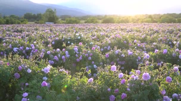 Bulgaarse Roze Rozentuin Tijdens Zonsondergang — Stockvideo