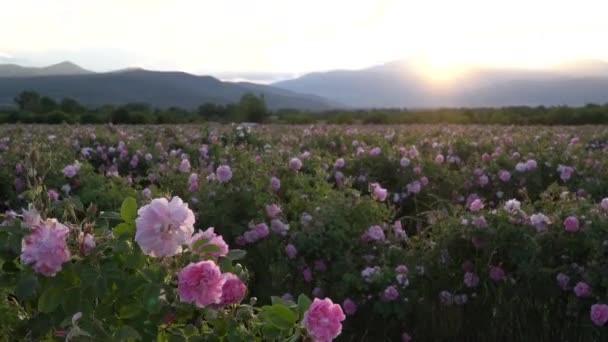 日没時にブルガリアのピンクのバラの庭 — ストック動画