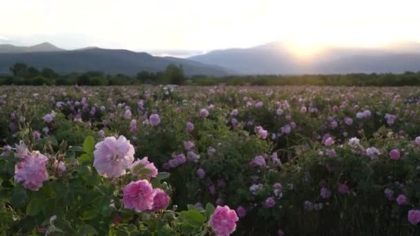 Bulgarisk Rosa Ros Trädgård Solnedgången — Stockvideo