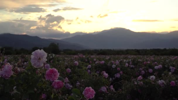 Nahaufnahme Einer Bulgarischen Rosa Rose Einem Garten Rosental Bulgarien — Stockvideo