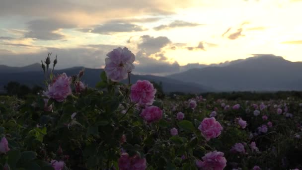 ブルガリアのピンクの閉鎖はブルガリアのバラの谷に位置する庭でバラ — ストック動画