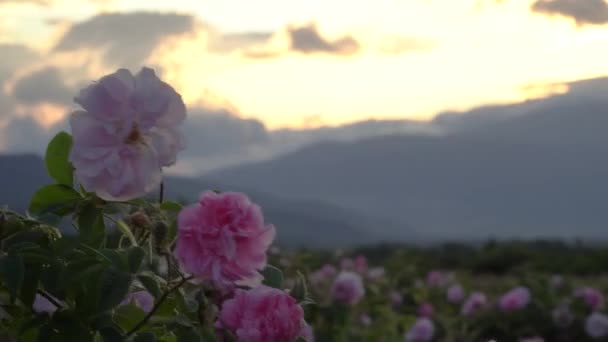 Рожева Троянда Саду Розташованому Долині Троянд Болгарії — стокове відео