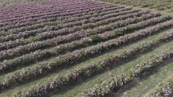 Voo Drone Aéreo Sobre Fileiras Intermináveis Rosa Búlgara Vale — Vídeo de Stock