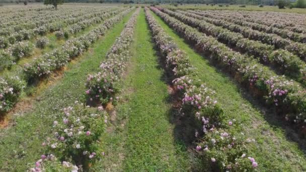 Drohnenflug Über Endlosen Reihen Bulgarischer Rosa Rosensträucher Einem Tal — Stockvideo