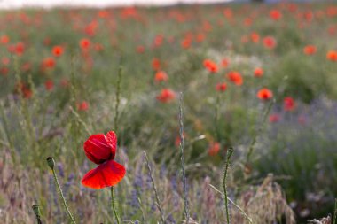 Gün batımında bahçede haşhaş çiçeğinin yakın çekimi